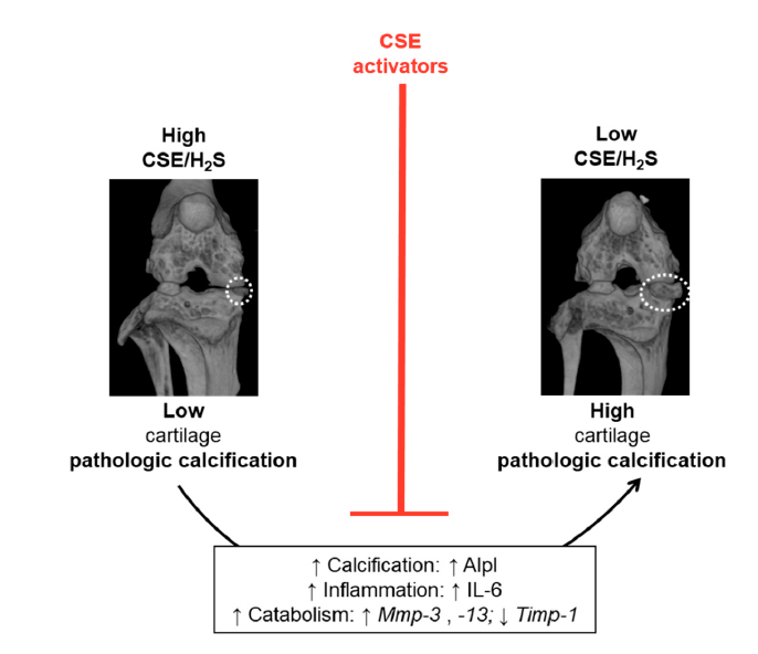 Image Research of CSE's role in cartilage calcification published 