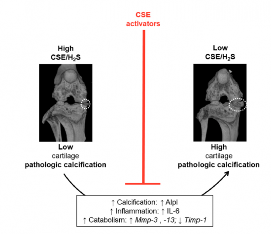 Image Research of CSE's role in cartilage calcification published 